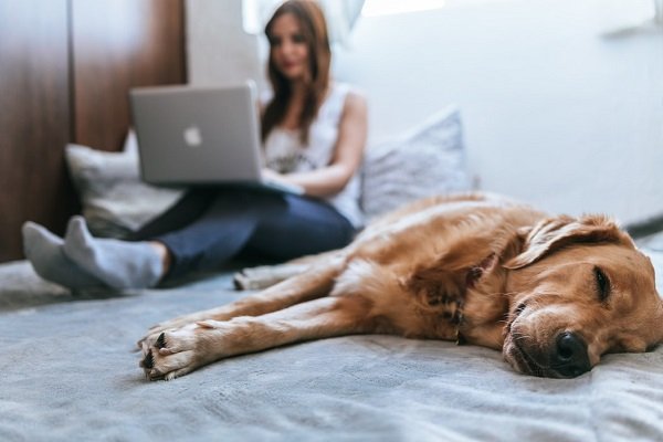A person researching home heating on a laptop at home